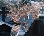 桜の咲く外人墓地