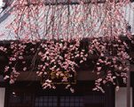 西林寺しだれ桜