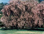 岩手県盛岡市上米内　浄水場の桜