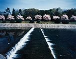 京都左京区加茂川　しだれ桜