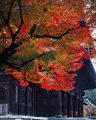 紅葉の南禅寺山門