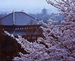 東大寺大仏殿　桜